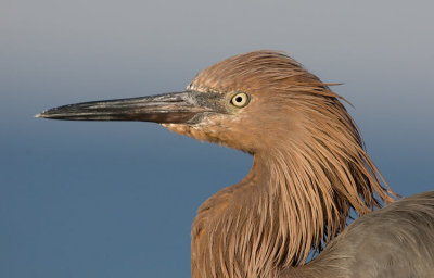 Reddish Egret (Egretta rufescens)