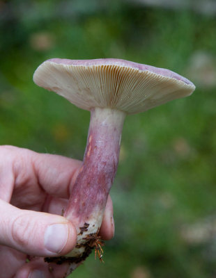 Tårkremla (Russula sardonia)