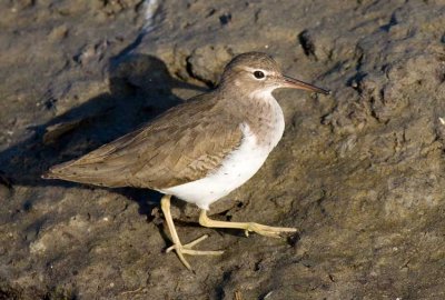 Spotted Sandpiper (Actitis macularius)