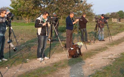 Long-legged Buzzard (Buteo rufinus)