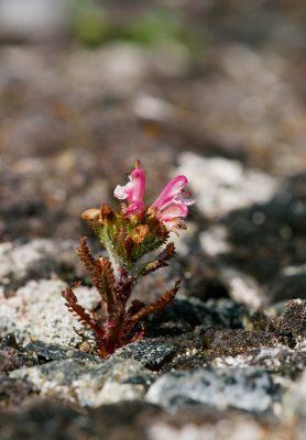 Fjllspira (Pedicularis hirsuta)