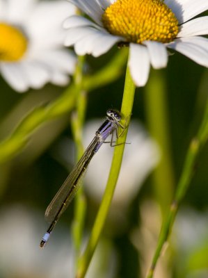 Strre kustflickslnda (Ischnura elegans)