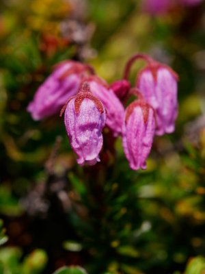 Lappljung (Phyllodoce caerulea)