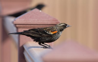 Red-winged Blackbird (Agelaius phoeniceus)