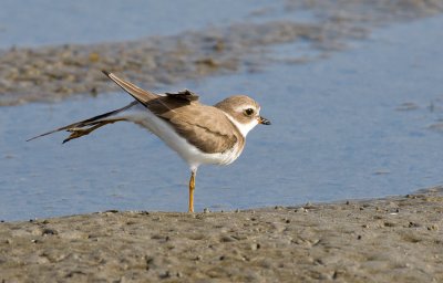 Semipalmated Plover (Charadrius semipalmatus)