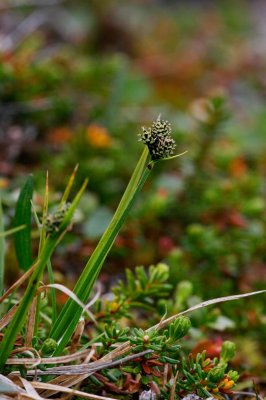 Fjllstarr (Carex norvegica ssp. norvegica)