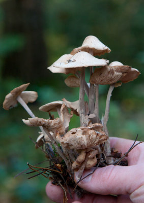 Brosknagelskivling (Collybia confluens)