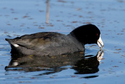 American Coot (Fulica americana)