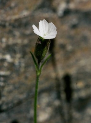 Polarblära (Silene involucrata ssp. tenella)