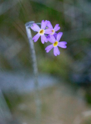 Smalviva (Primula stricta)