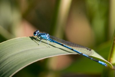 Ljus lyrflickslända (Coenagrion puella)