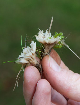 Skruvbusksvamp (Tremellodendropsis tuberosa)