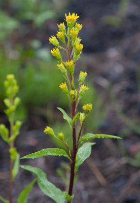 Lappgullris (Solidago virgaurea ssp. alpestris)