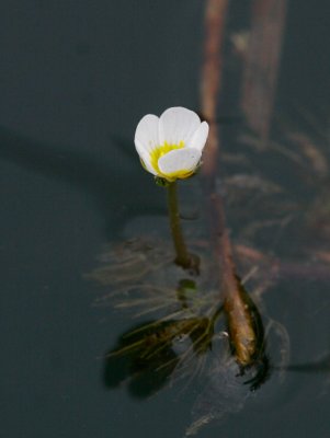 Vattenmöja (Ranunculus aquatilis var. aquatilis)