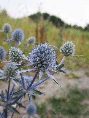 Rysk martorn (Eryngium planum)