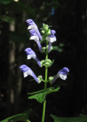 Stor frossrt (Scutellaria altissima)