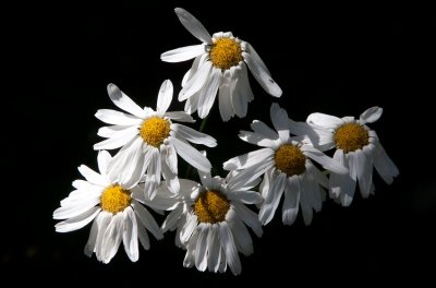 Renfanekrage (Tanacetum corymbosum)