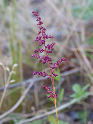 Silverastilbe (Astilbe japonica)