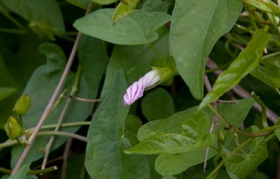 Skr snrvinda (Calystegia sepium ssp. spectabilis)