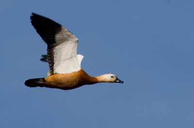 Ruddy Shelduck (Tadorna ferruginea)