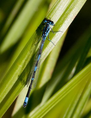 Mörk lyrflickslända (Coenagrion pulchellum)