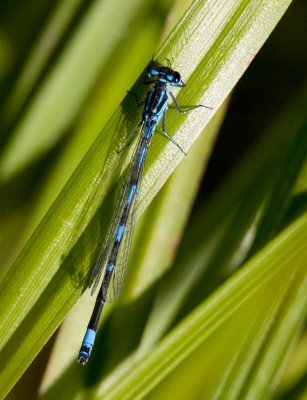 Mrk lyrflickslnda (Coenagrion pulchellum)