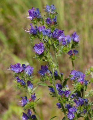 Bl snokrt (Echium plantagineum)