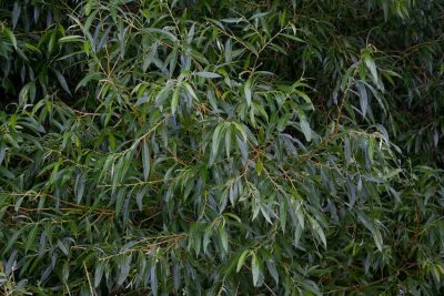 Gulpil (Salix alba var. vitellina)