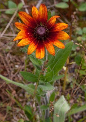 Sommarrudbeckia (Rudbeckia hirta var. pulcherrima)