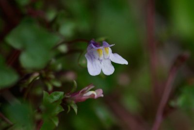 Murreva (Cymbalaria muralis)