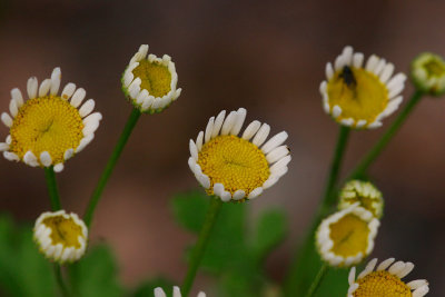 Mattram (Tanacetum parthenium)