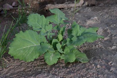 Klrot (Brassica napus ssp. rapifera)