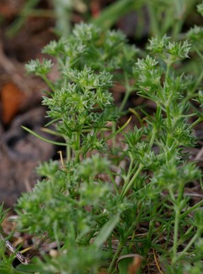 Tuvknavel (Scleranthus annuus ssp. polycarpos)