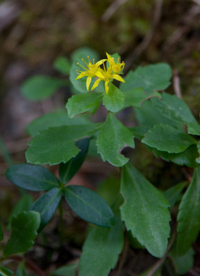 Kamtjatkafetblad (Phedimus kamtschaticus)