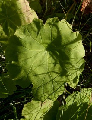 Parasollblad (Astilboides tabularis)