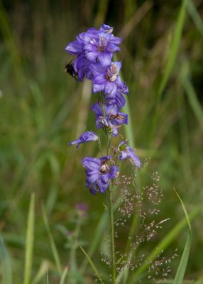 Stor riddarsporre (Delphinium elatum)