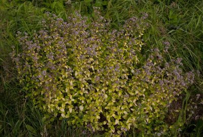 Gulbladig kungsmynta (Origanum vulgare 'Aureum')