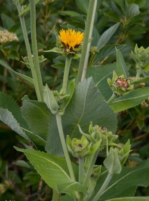 landsrot (Inula helenium)