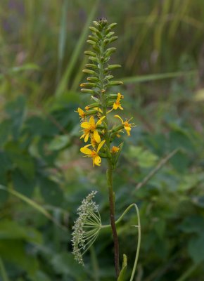 Vägfräne (Rorippa × armoracioides)