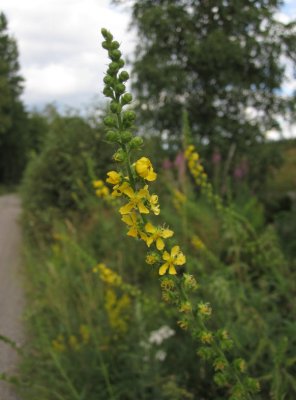 Luktsmborre (Agrimonia procera)