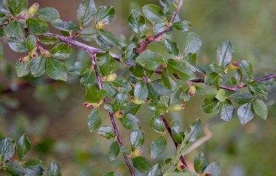 Rosenoxbr (Cotoneaster dielsianus)
