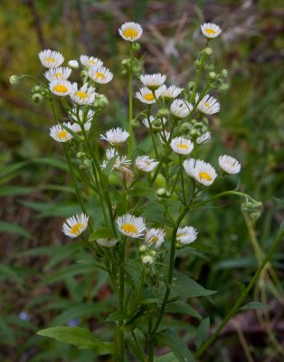 Sommarbinka (Erigeron annuus)