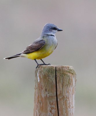 Western Kingbird (Tyrannus verticalis)