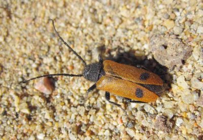 Bibagge (Apalus bimaculatus)