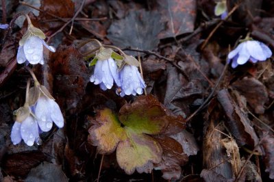 Ungersk blåsippa (Hepatica transsilvanica)