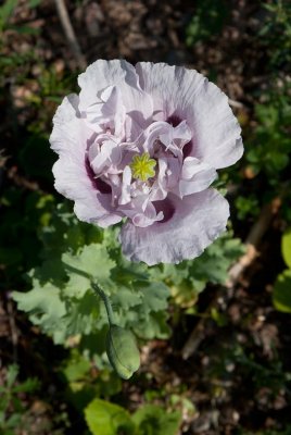 Opievallmo (Papaver somniferum)