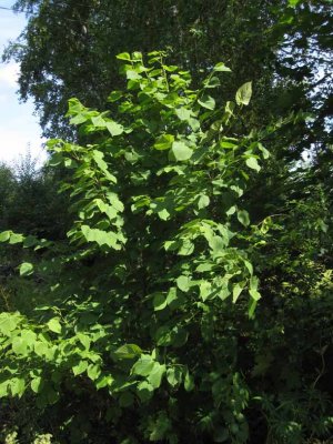 Bohuslind (Tilia platyphyllos ssp. cordifolia)