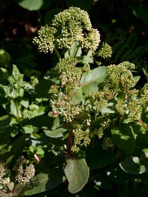 Rd krleksrt (Hylotelephium telephium ssp. telephium)