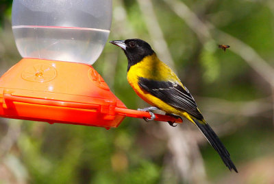 Audubons Oriole (Icterus graduacauda)