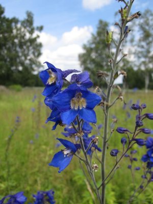 Stor riddarsporre (Delphinium elatum)